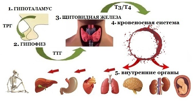 Молочница при повышенном ттг