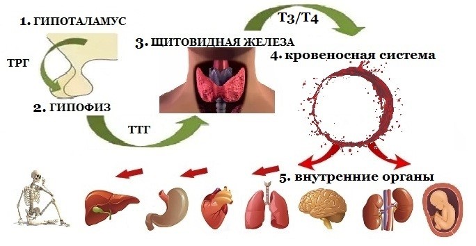 Гипофункция щитовидной железы симптом thumbnail